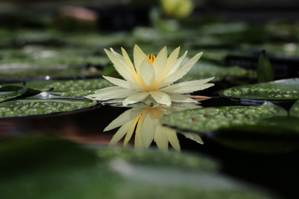 睡莲的花语