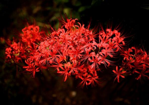 彼岸花的花语 - 悲伤的回忆